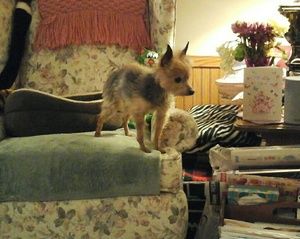 Meet your Posher, Jo